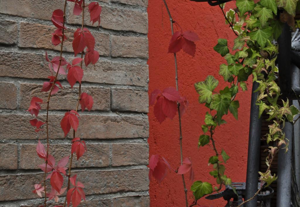 B&B Edera Castagnole Piemonte Extérieur photo